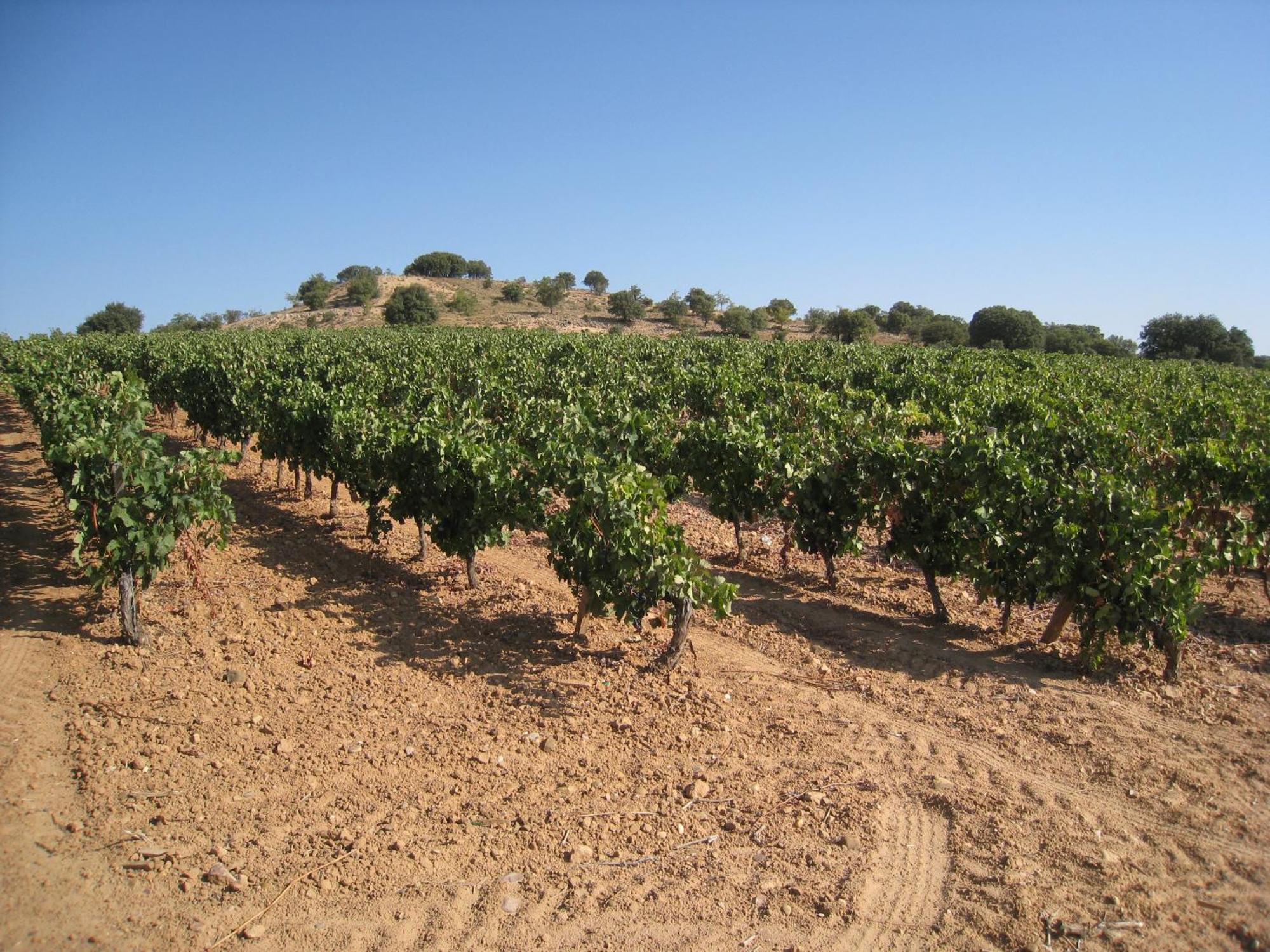 Hotel Torremilanos Aranda de Duero Εξωτερικό φωτογραφία